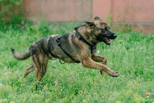NIKKI, Hund, Deutscher Schäferhund-Mix in Rumänien - Bild 4