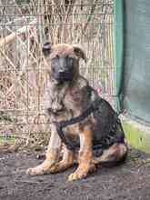 NIKKI, Hund, Deutscher Schäferhund-Mix in Rumänien - Bild 41