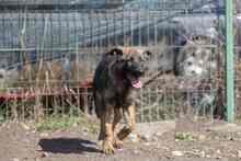 NIKKI, Hund, Deutscher Schäferhund-Mix in Rumänien - Bild 45