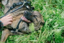 NIKKI, Hund, Deutscher Schäferhund-Mix in Rumänien - Bild 5