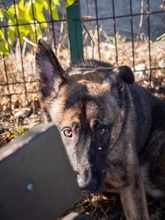 NIKKI, Hund, Deutscher Schäferhund-Mix in Rumänien - Bild 6