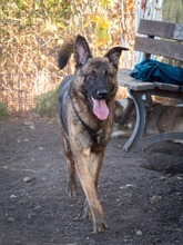 NIKKI, Hund, Deutscher Schäferhund-Mix in Rumänien - Bild 8