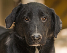 CHARLY, Hund, Mischlingshund in Kroatien - Bild 1