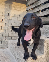 CHARLY, Hund, Mischlingshund in Kroatien - Bild 10