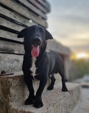 CHARLY, Hund, Mischlingshund in Kroatien - Bild 11
