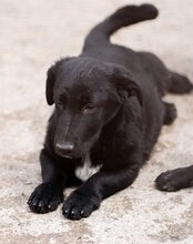 CHARLY, Hund, Mischlingshund in Kroatien - Bild 12