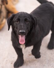 CHARLY, Hund, Mischlingshund in Kroatien - Bild 13