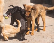 CHARLY, Hund, Mischlingshund in Kroatien - Bild 14