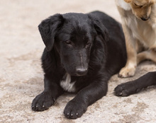 CHARLY, Hund, Mischlingshund in Kroatien - Bild 15
