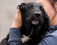 CHARLY, Hund, Mischlingshund in Kroatien - Bild 16