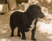 CHARLY, Hund, Mischlingshund in Kroatien - Bild 2