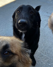 CHARLY, Hund, Mischlingshund in Kroatien - Bild 3