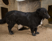 CHARLY, Hund, Mischlingshund in Kroatien - Bild 5