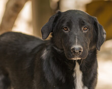 CHARLY, Hund, Mischlingshund in Kroatien - Bild 6