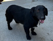 CHARLY, Hund, Mischlingshund in Kroatien - Bild 7