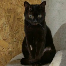 MARLIN, Katze, Europäisch Kurzhaar in Bulgarien - Bild 1
