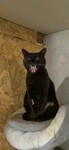 MARLIN, Katze, Europäisch Kurzhaar in Bulgarien - Bild 10