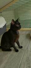 MARLIN, Katze, Europäisch Kurzhaar in Bulgarien - Bild 11