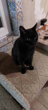 MARLIN, Katze, Europäisch Kurzhaar in Bulgarien - Bild 14