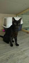 MARLIN, Katze, Europäisch Kurzhaar in Bulgarien - Bild 15
