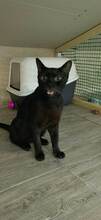 MARLIN, Katze, Europäisch Kurzhaar in Bulgarien - Bild 16