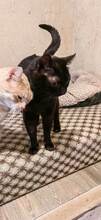 MARLIN, Katze, Europäisch Kurzhaar in Bulgarien - Bild 3