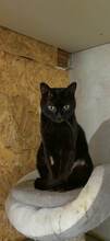 MARLIN, Katze, Europäisch Kurzhaar in Bulgarien - Bild 4