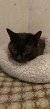 MARLIN, Katze, Europäisch Kurzhaar in Bulgarien - Bild 5