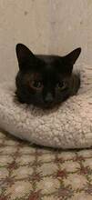 MARLIN, Katze, Europäisch Kurzhaar in Bulgarien - Bild 6