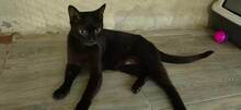 MARLIN, Katze, Europäisch Kurzhaar in Bulgarien - Bild 7