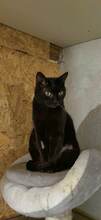 MARLIN, Katze, Europäisch Kurzhaar in Bulgarien - Bild 8