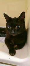 MARLIN, Katze, Europäisch Kurzhaar in Bulgarien - Bild 9