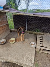 OLINA, Hund, Mischlingshund in Rumänien - Bild 2