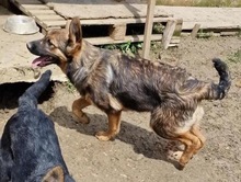 OLINA, Hund, Mischlingshund in Rumänien - Bild 3