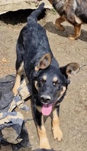 OLIVIA, Hund, Mischlingshund in Rumänien - Bild 1