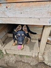 OLIVIA, Hund, Mischlingshund in Rumänien - Bild 3