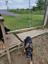 OLIVIA, Hund, Mischlingshund in Rumänien - Bild 4