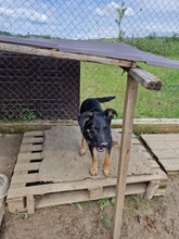 OTTO, Hund, Mischlingshund in Rumänien - Bild 2