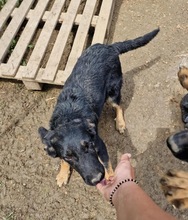 OTTO, Hund, Mischlingshund in Rumänien - Bild 3