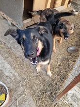 OTTO, Hund, Mischlingshund in Rumänien - Bild 6
