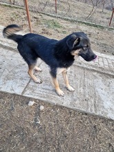 OTTO, Hund, Mischlingshund in Rumänien - Bild 8
