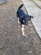 OTTO, Hund, Mischlingshund in Rumänien - Bild 9