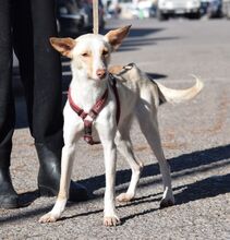 LUNA, Hund, Podenco in Zella-Mehlis - Bild 6