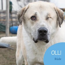 OLLI, Hund, Mischlingshund in Rumänien - Bild 1
