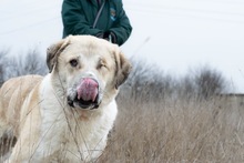OLLI, Hund, Mischlingshund in Rumänien - Bild 2