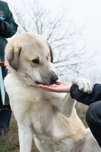 OLLI, Hund, Mischlingshund in Rumänien - Bild 3