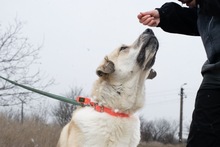 OLLI, Hund, Mischlingshund in Rumänien - Bild 4