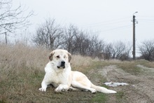 OLLI, Hund, Mischlingshund in Rumänien - Bild 5