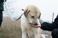 OLLI, Hund, Mischlingshund in Rumänien - Bild 6