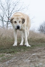 OLLI, Hund, Mischlingshund in Rumänien - Bild 7